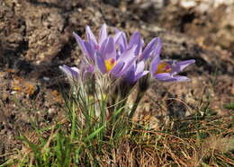 Image of pasqueflower