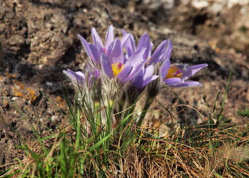 Image of pasqueflower