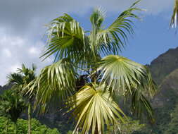 Image of thatch palm