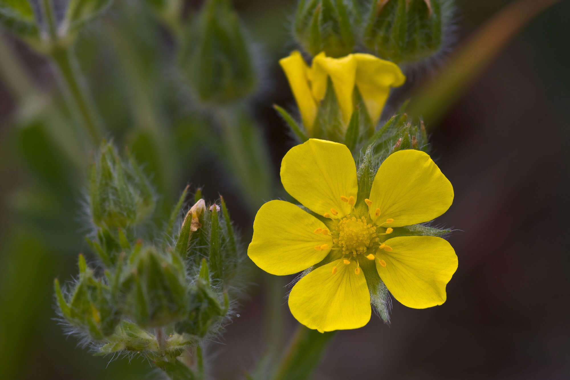 Image de Potentilla hirta L.