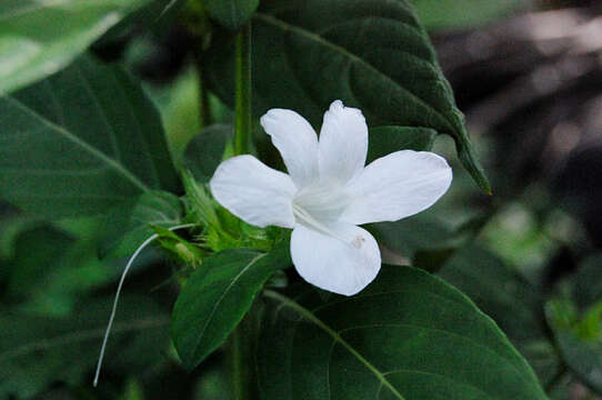 Imagem de Barleria lawii T. Anders.