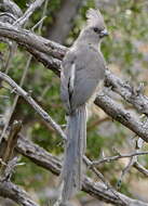 Image of White-backed Mousebird