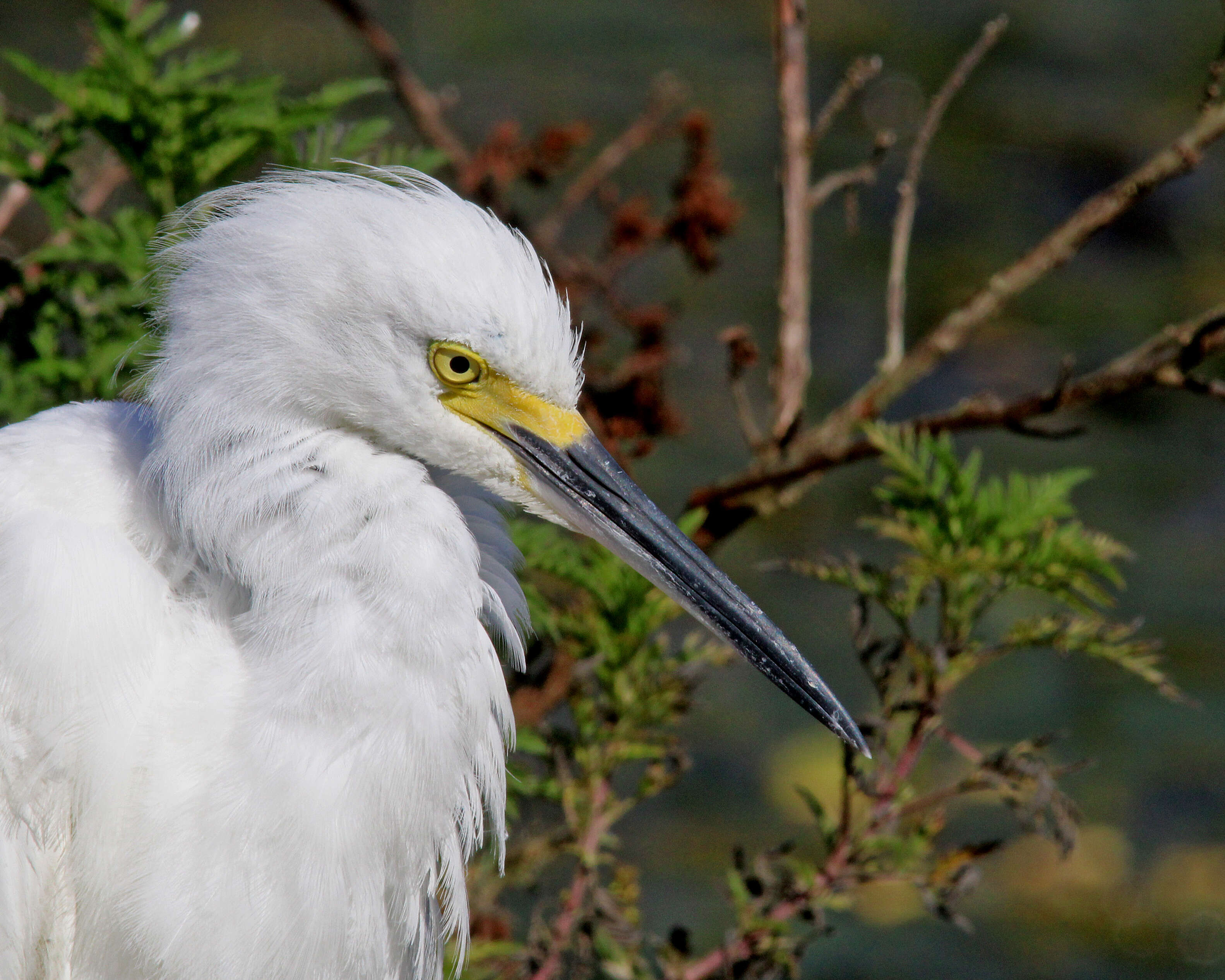 Image of Snowy Egret