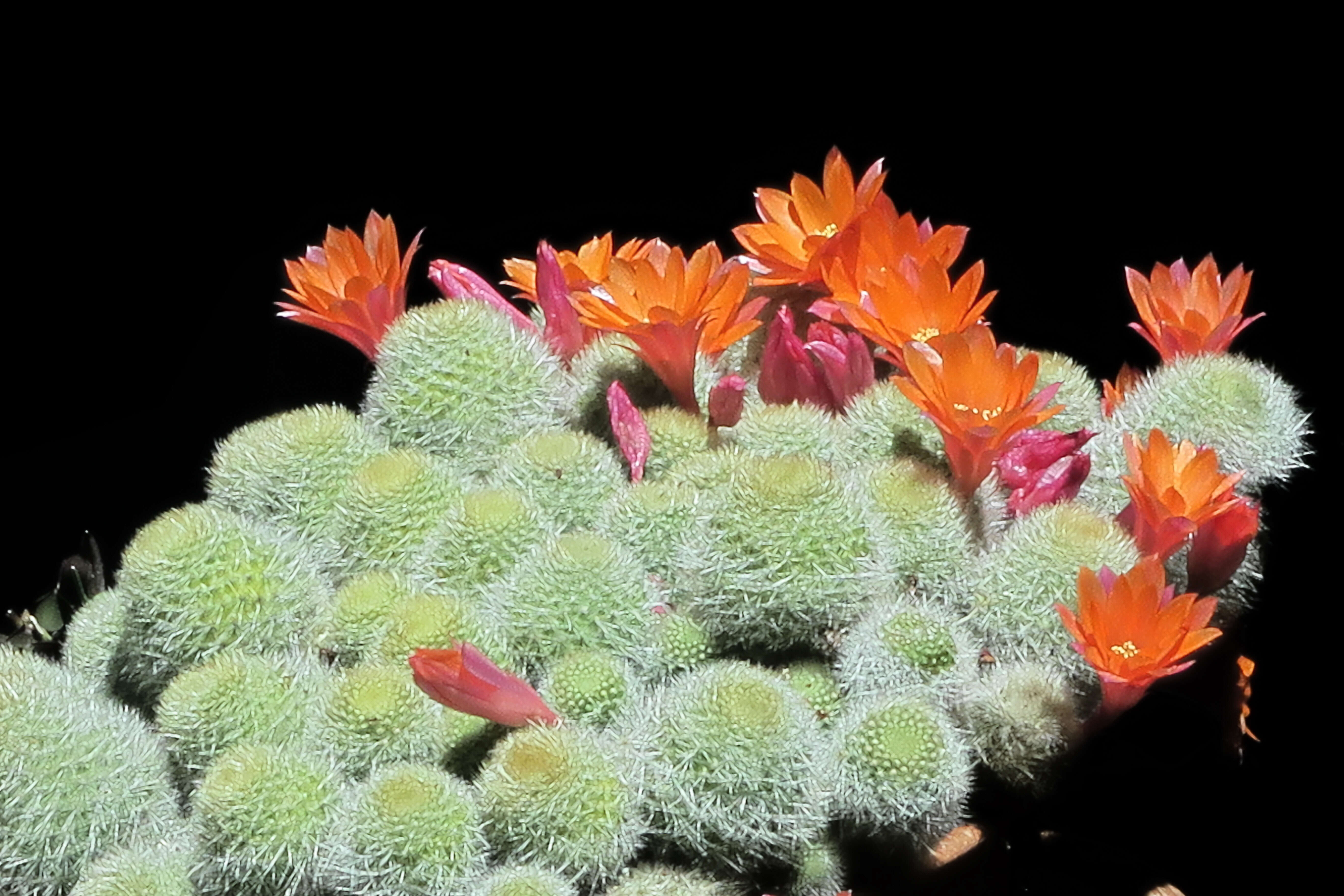 Image of rebutia