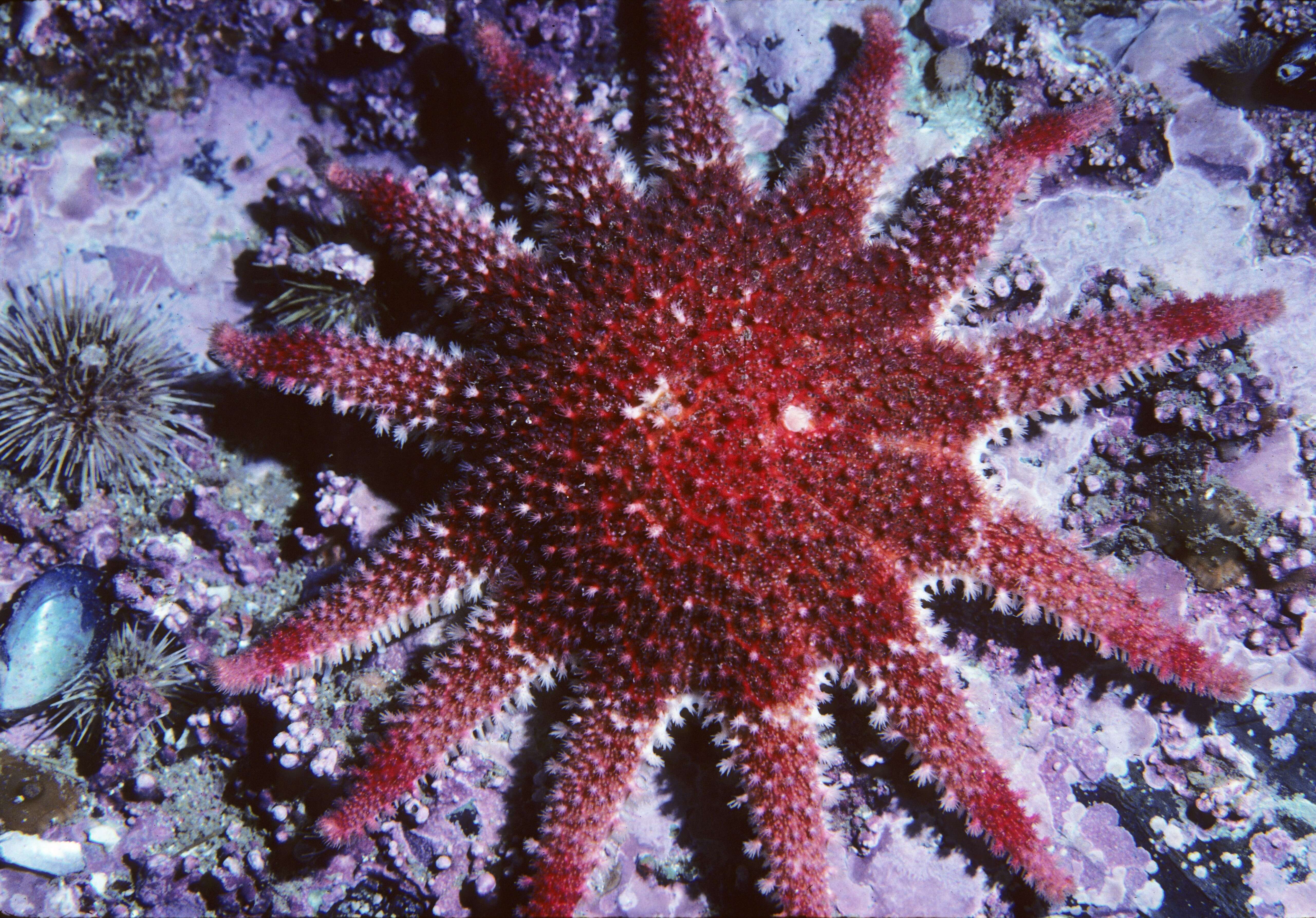 Image of Rose star