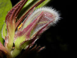 Imagem de Columnea raymondii C. V. Morton