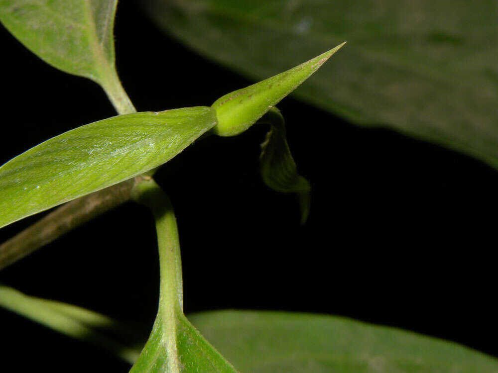 Image de Chomelia venulosa W. C. Burger & C. M. Taylor