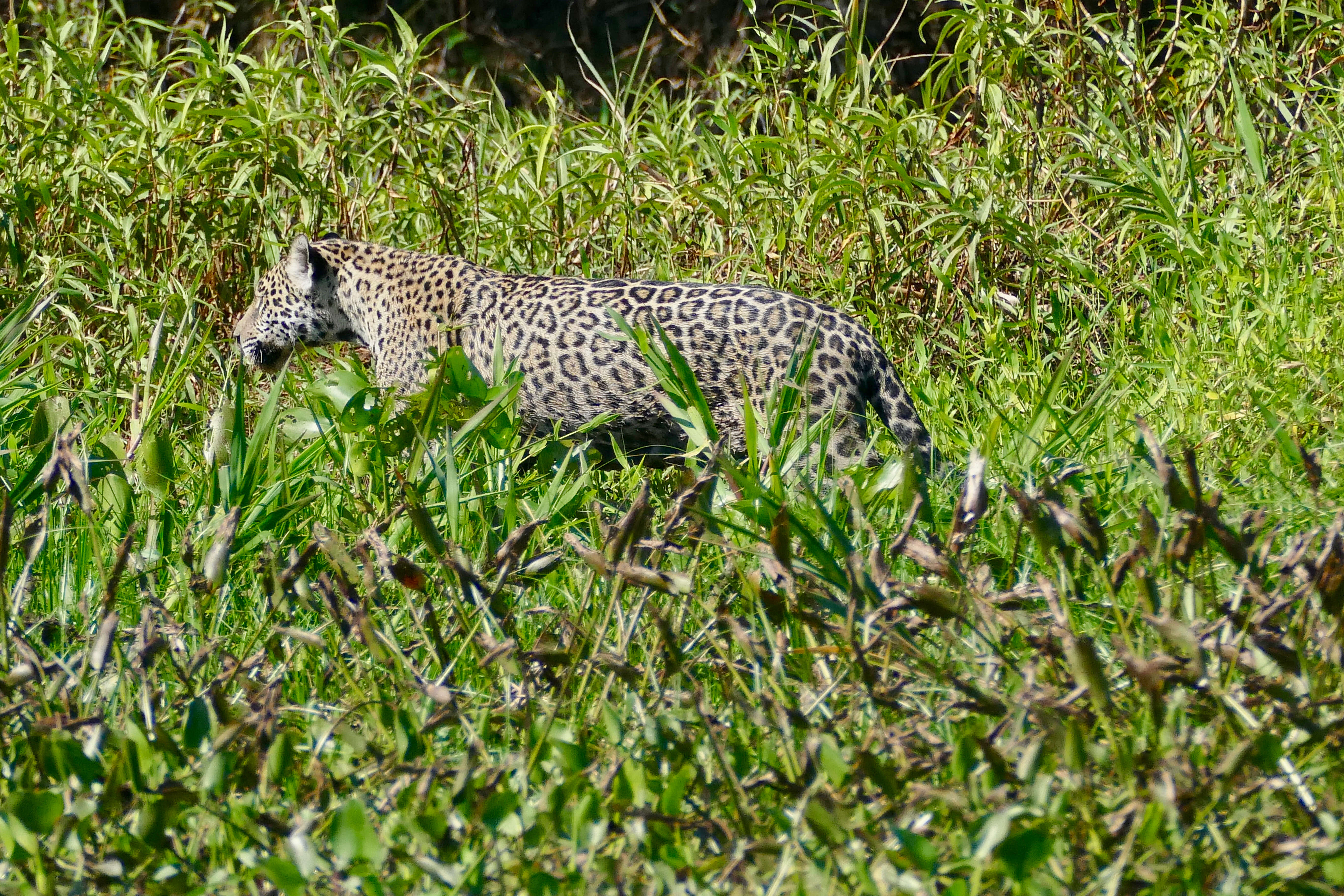 Image of Jaguar