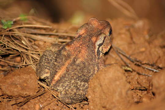 Image of Nile Valley Toad