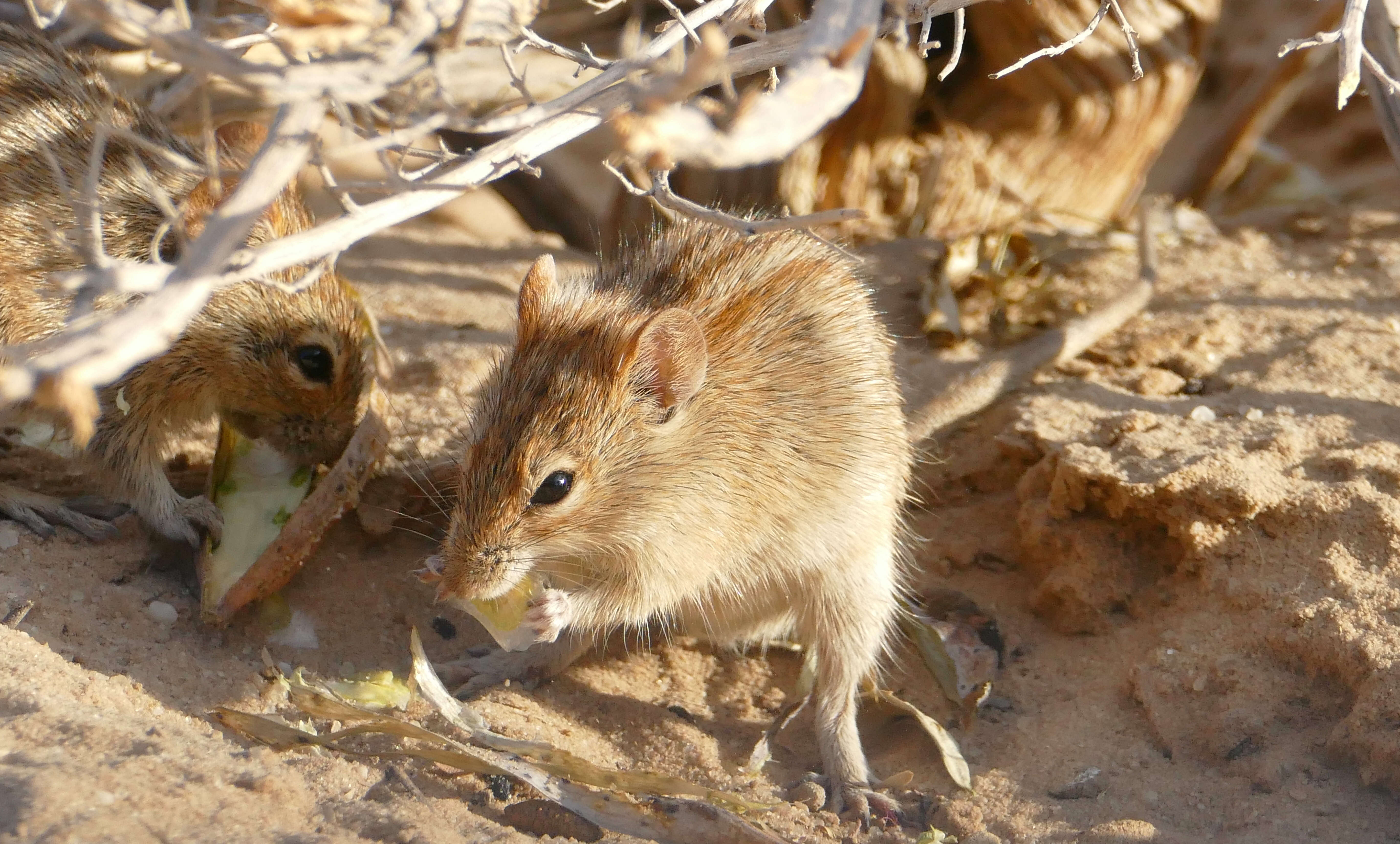 Image of Four-striped Grass Mouse