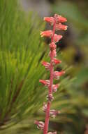 Imagem de Echeveria mucronata Schltdl.