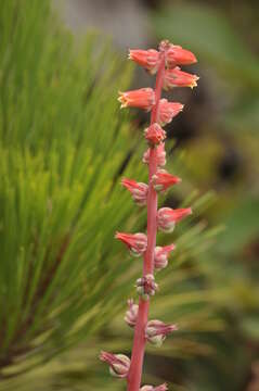 Image of Echeveria mucronata Schltdl.