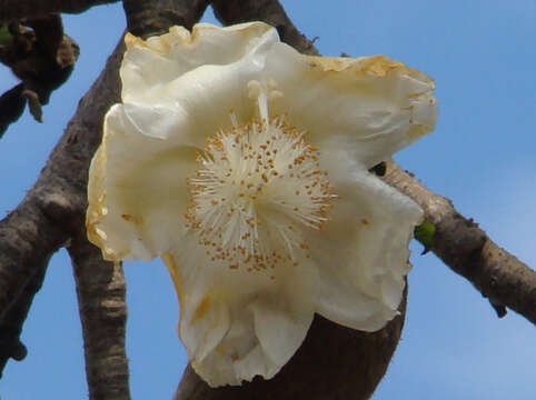 Image of Baobab