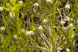 Imagem de Antennaria neglecta Greene