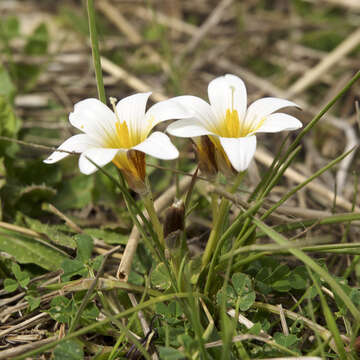 Image of crocus-leaved ROMULEA