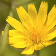 Image of dwarfdandelion