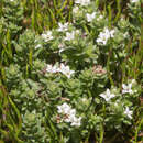 Image de Asperula pusilla Hook. fil.