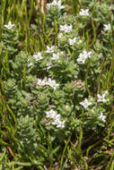 Image of Asperula pusilla Hook. fil.