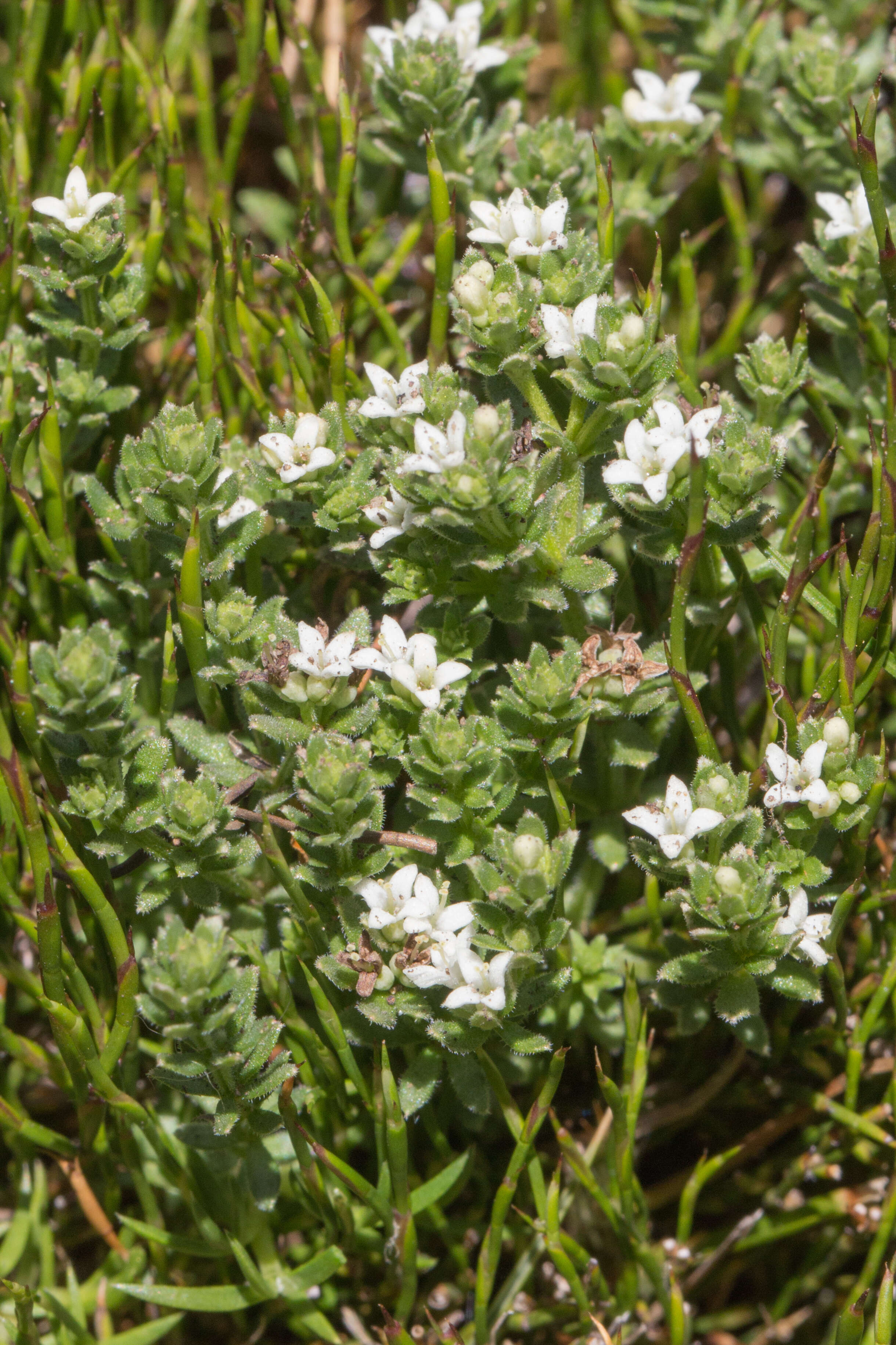 Image of woodruff