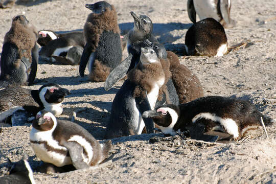 Image of African Penguin