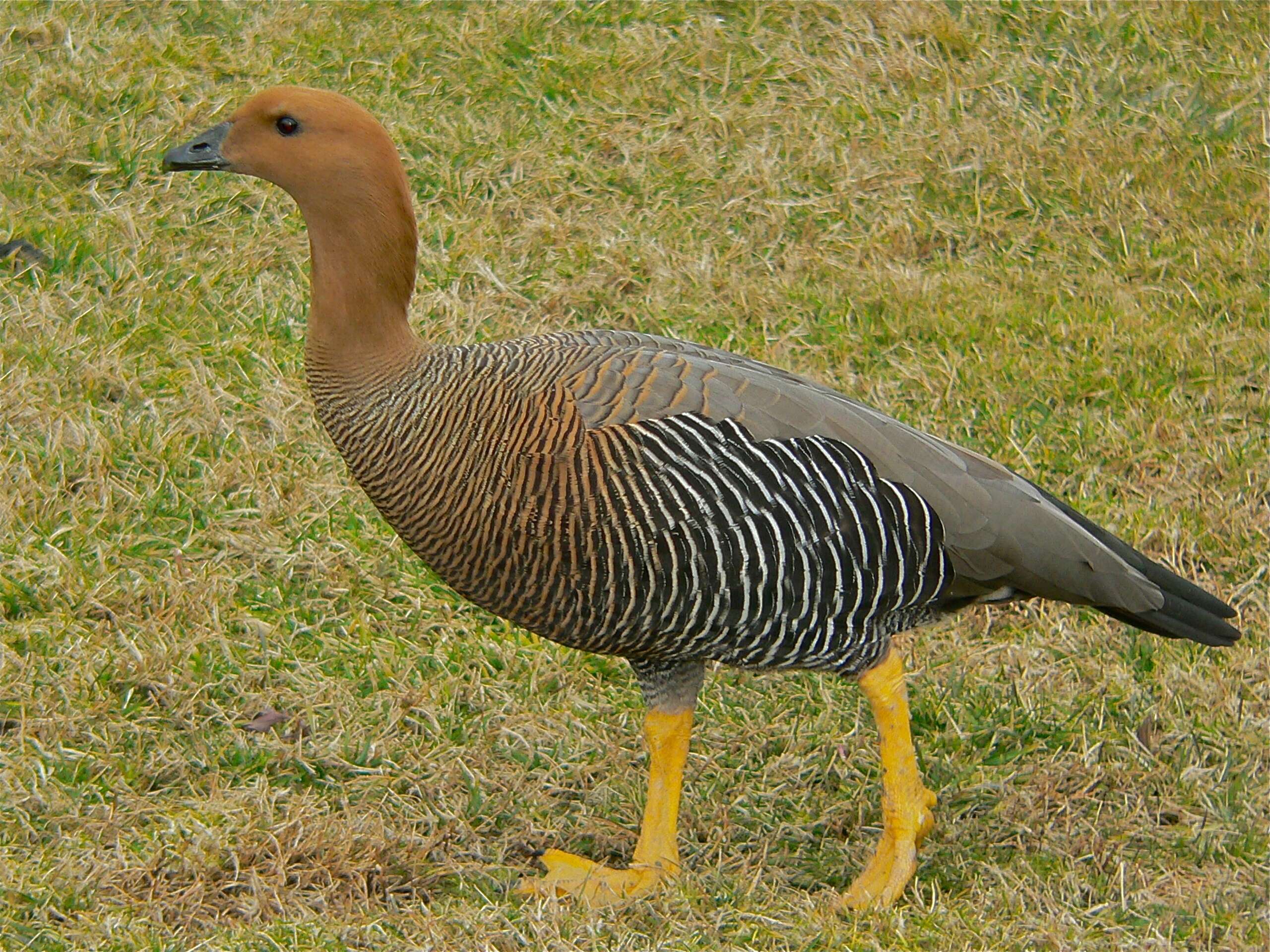 Image of Sheldgoose