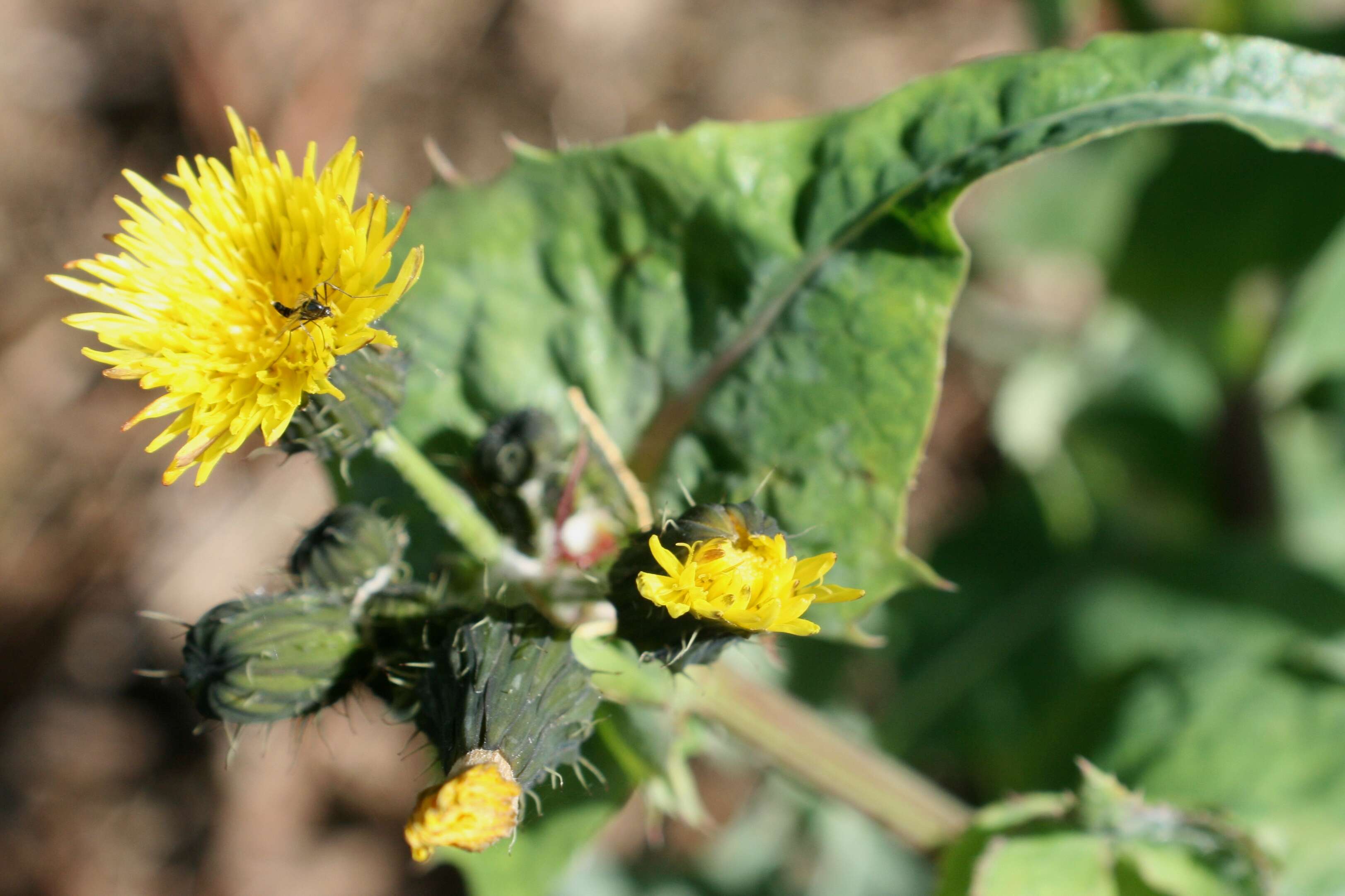 Imagem de Sonchus oleraceus L.