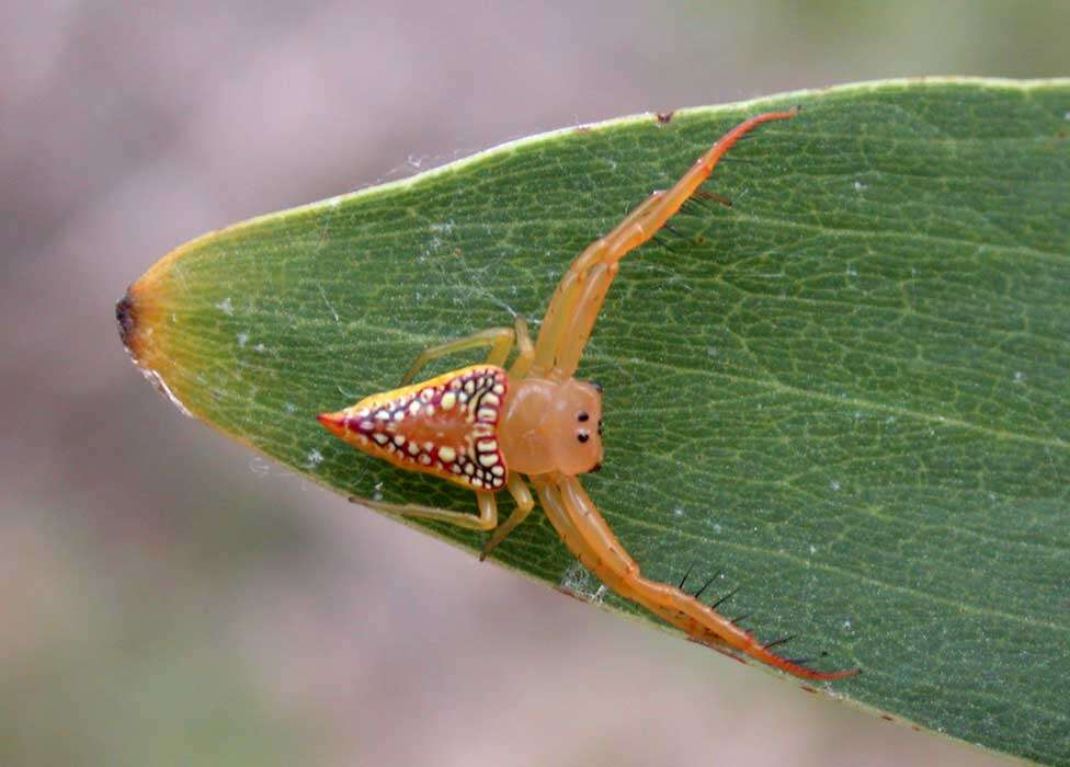 Image de Arkyidae