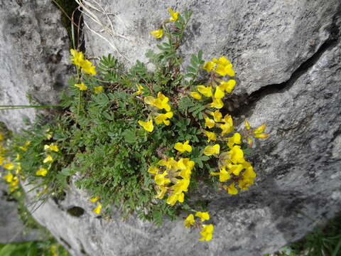 Image of hippocrepis