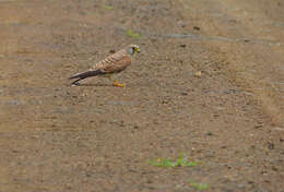 Image of Lesser Kestrel