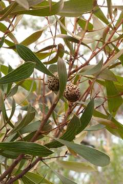 Image of Hakea laevipes subsp. laevipes