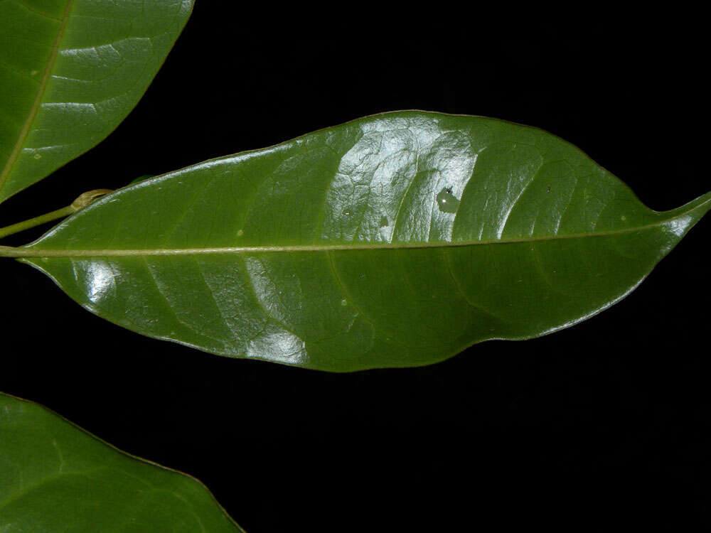 Image of Lophanthera