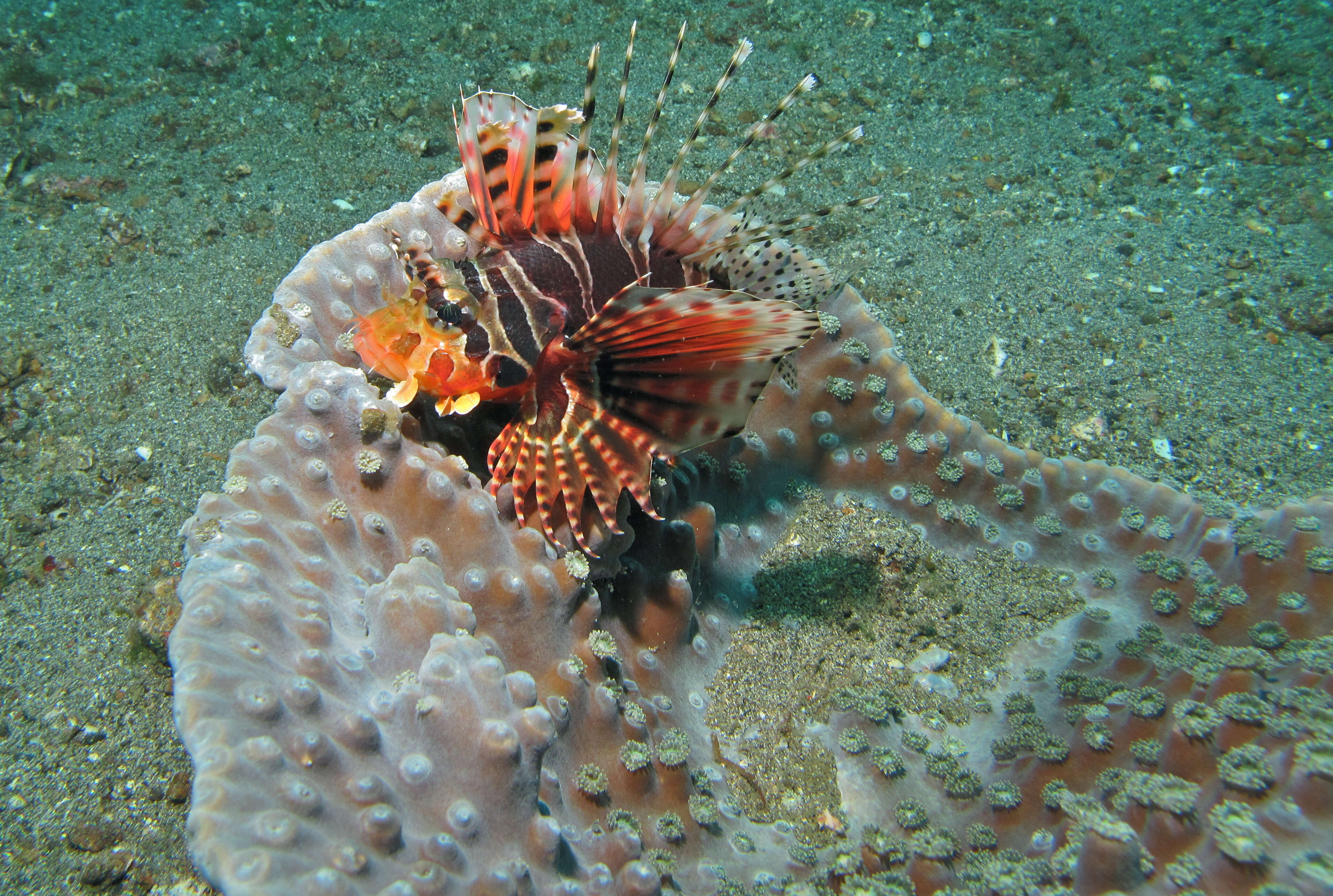 Image of Zebra lionfish