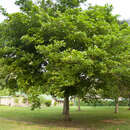 Image of Pongamia pinnata