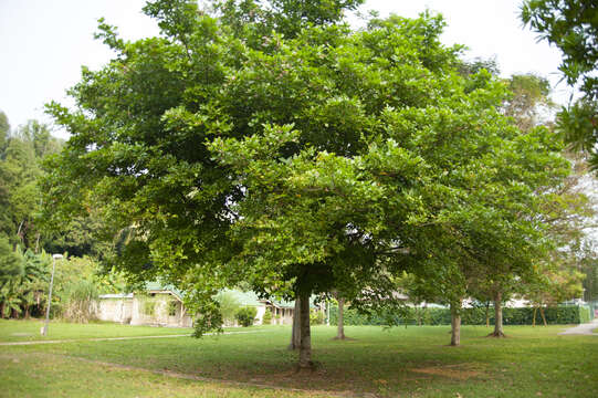 Image of Pongamia pinnata
