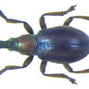 Image of Acentrotypus brunnipes