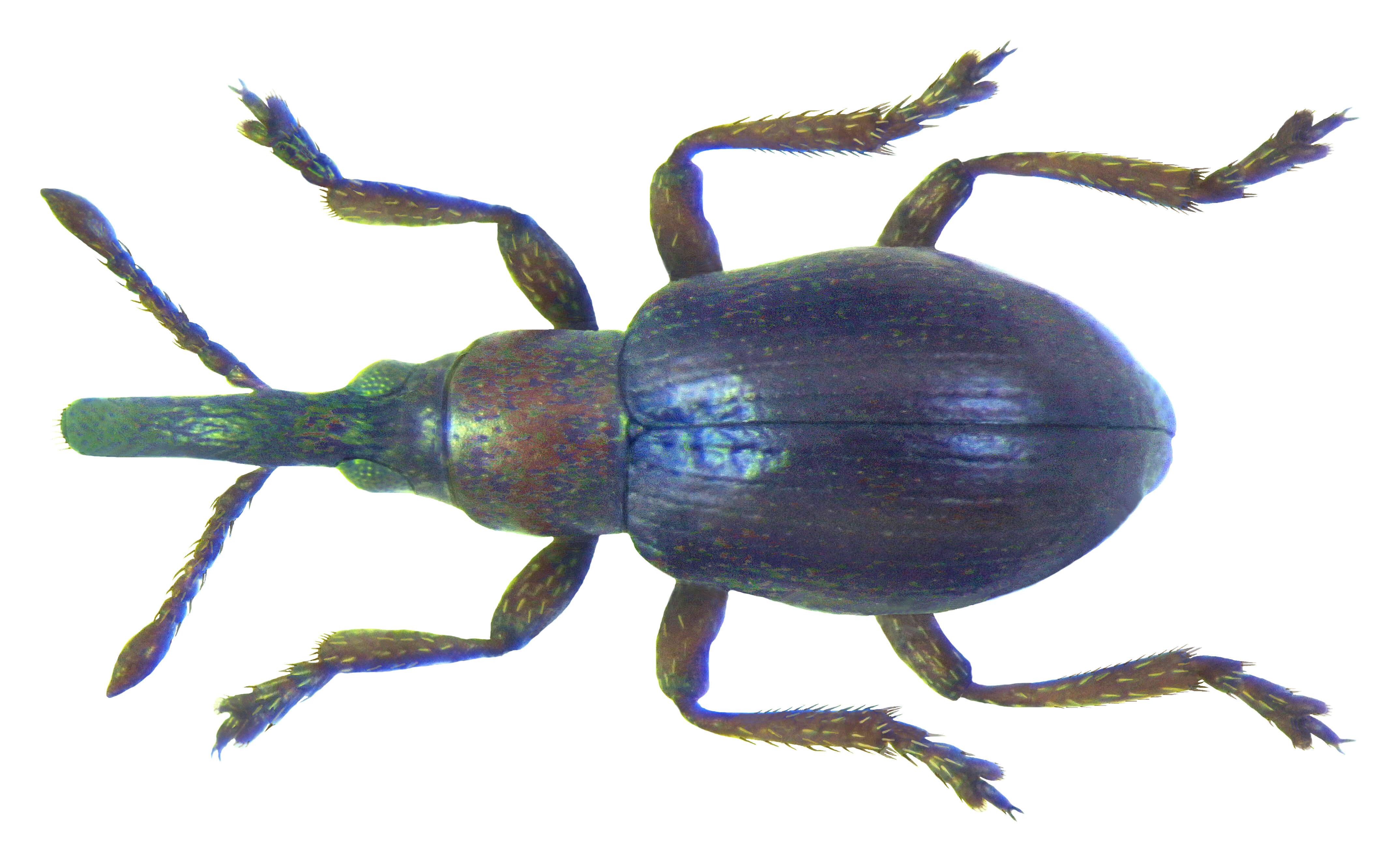 Image of Acentrotypus