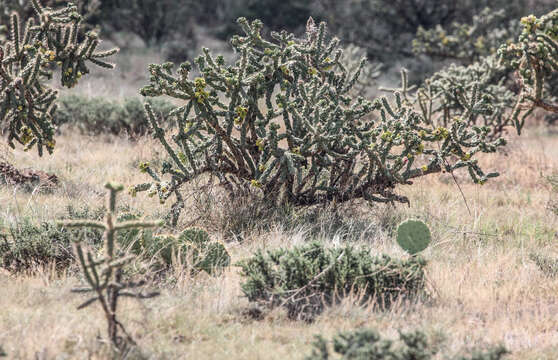 Image de Cylindropuntia imbricata (Haw.) F. M. Knuth