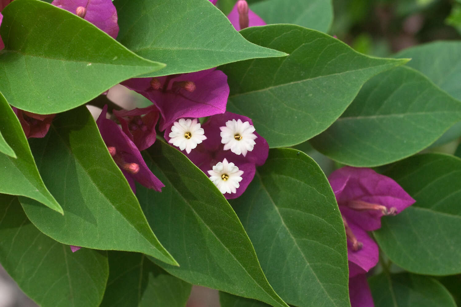 Image of bougainvillea