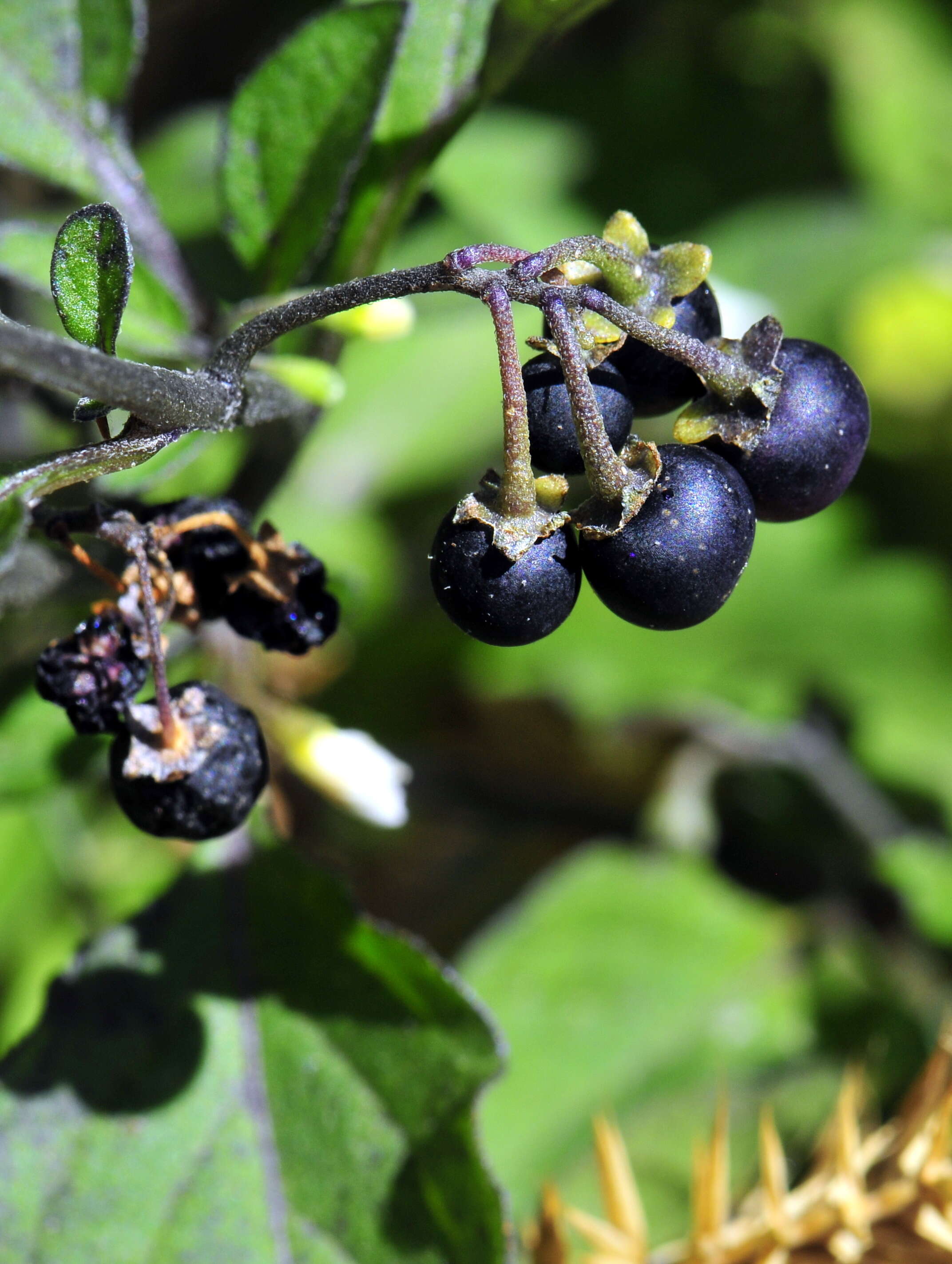 Plancia ëd Solanum nigrum L.