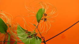 Image of Clematis brasiliana DC.