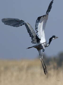 Image of Black-headed Heron