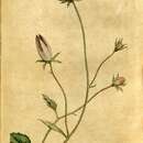 Image of tussock bellflower