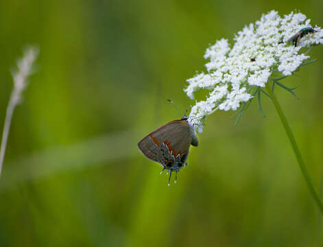 Image of wild carrot