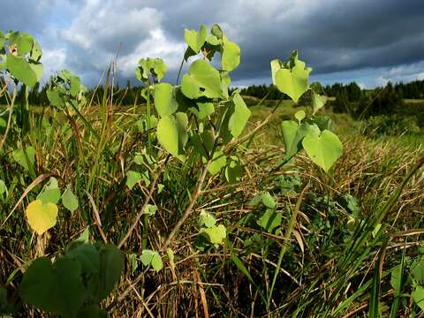 Image of Indian mallow