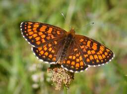 Image of Heath fritillary