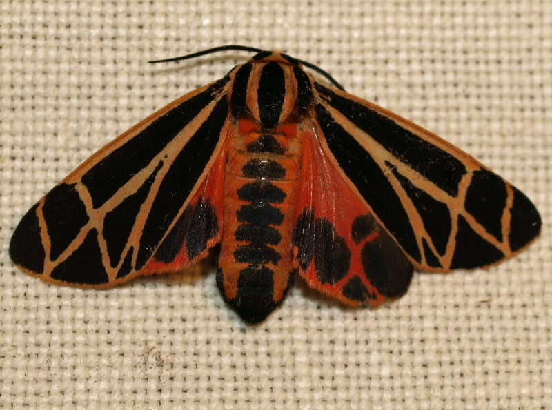 Image of Harnessed Tiger Moth