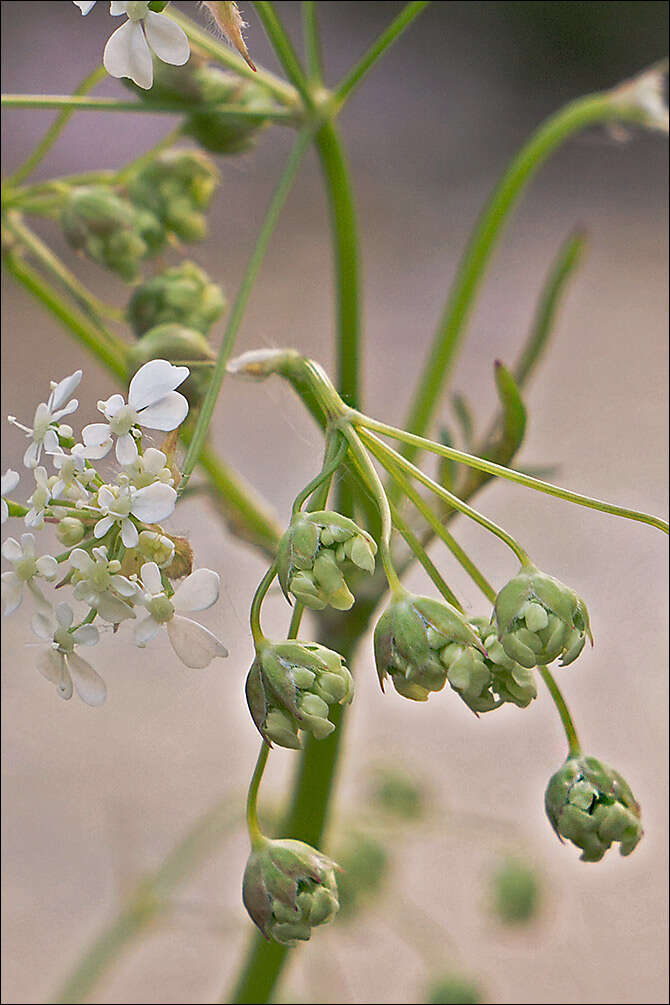 Imagem de Anthriscus sylvestris (L.) Hoffm.