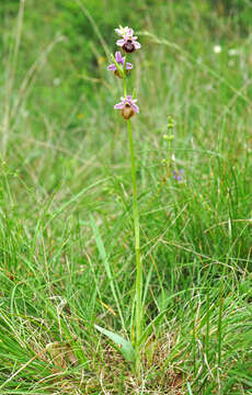 Image of Ophrys sphegodes subsp. aveyronensis J. J. Wood