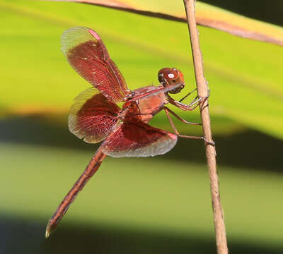 Image of Neurothemis stigmatizans (Fabricius 1775)