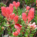 Image of Vaccinium stapfianum Sleum.